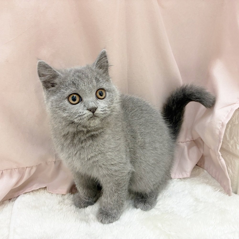 愛知県のブリティッシュショートヘアー (犬の家＆猫の里アミーゴ神の倉店/2025年9月18日生まれ/女の子/ブルー)の子猫の4枚目の画像