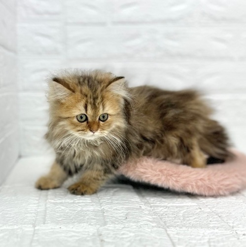 愛知県のペルシャ (犬の家＆猫の里豊川インター店/2025年9月21日生まれ/女の子/チンチラゴールデン)の子猫の4枚目の画像