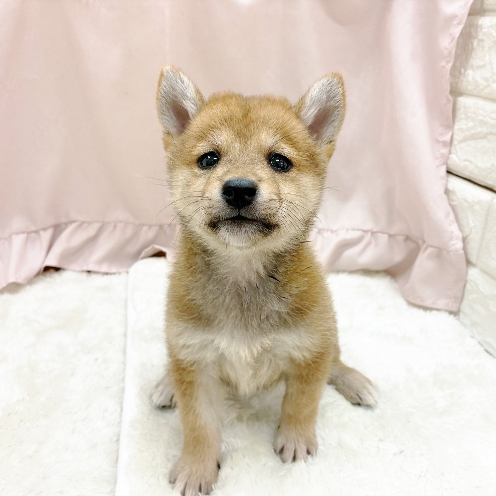 愛知県の柴犬(標準サイズ) (犬の家＆猫の里アミーゴ神の倉店/2025年9月21日生まれ/女の子/赤)の子犬の1枚目の画像