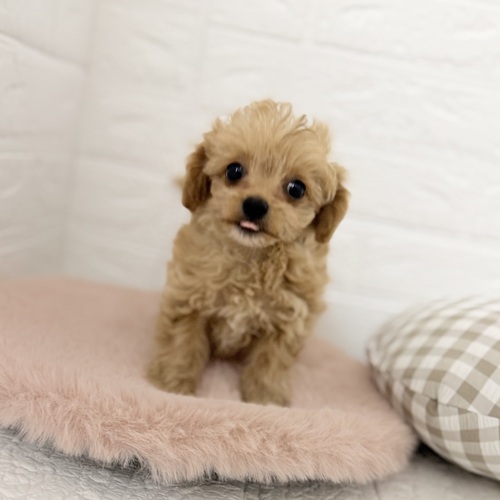愛知県のチワプー/プーチー(チワワ×プードル) (犬の家＆猫の里豊川インター店/2025年9月27日生まれ/女の子/アプリコットホワイト)の子犬の4枚目の画像