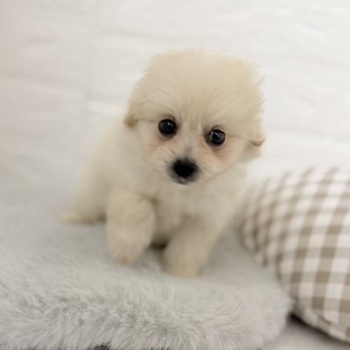 愛知県のポメプー(ポメラニアン×プードル) (犬の家＆猫の里豊川インター店/2025年9月28日生まれ/男の子/クリームホワイト)の子犬の4枚目の画像