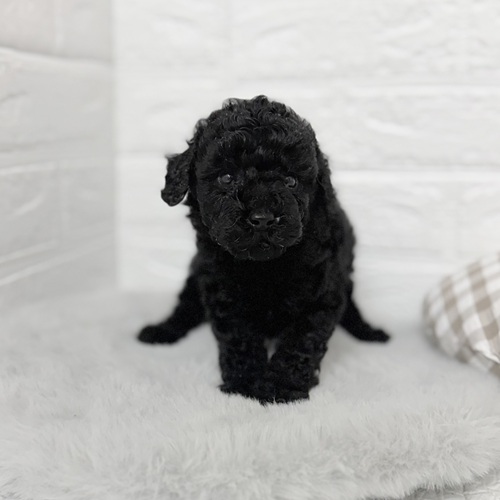 愛知県のトイプードル(トイ) (犬の家＆猫の里豊川インター店/2025年9月23日生まれ/男の子/ブラック)の子犬の4枚目の画像