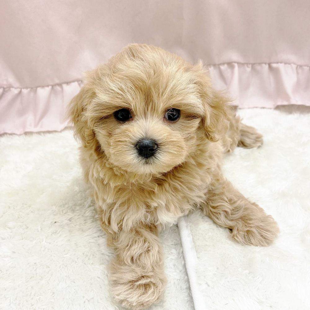 愛知県のマルプー(マルチーズ×プードル) (犬の家＆猫の里アミーゴ神の倉店/2025年10月1日生まれ/女の子/アプリコット)の子犬の4枚目の画像