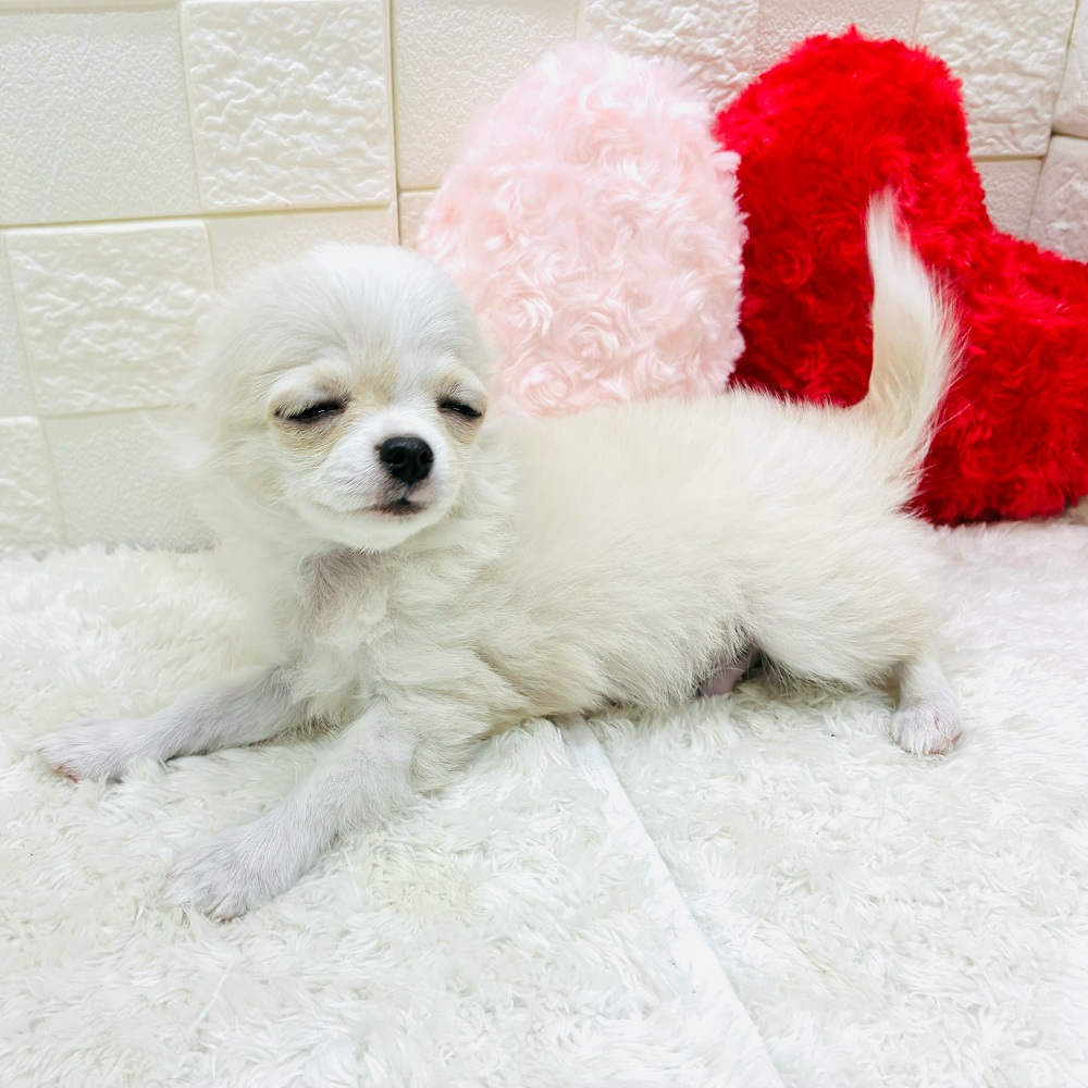 愛知県のチワワ(ロング) (犬の家＆猫の里アミーゴ神の倉店/2025年9月2日生まれ/男の子/クリームホワイト)の子犬の4枚目の画像