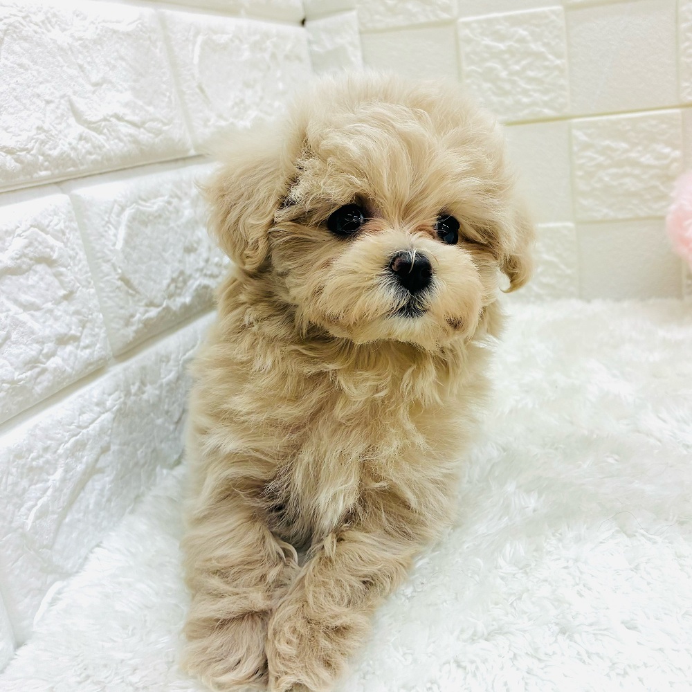 神奈川県のマルプー(マルチーズ×プードル) (犬の家＆猫の里相模原店/2025年10月6日生まれ/女の子/クリーム)の子犬の4枚目の画像