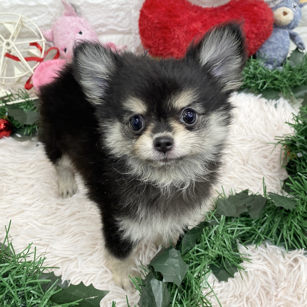 愛知県のポメチワ/チワポメ/ポメチー(ポメラニアン×チワワ) (犬の家＆猫の里MEGAドン・キホーテ東海名和店/2025年9月29日生まれ/女の子/ブラッククリーム)の子犬の4枚目の画像