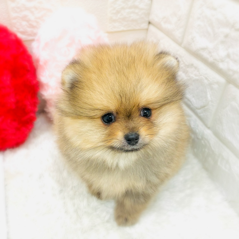 ポメラニアン男の子の写真