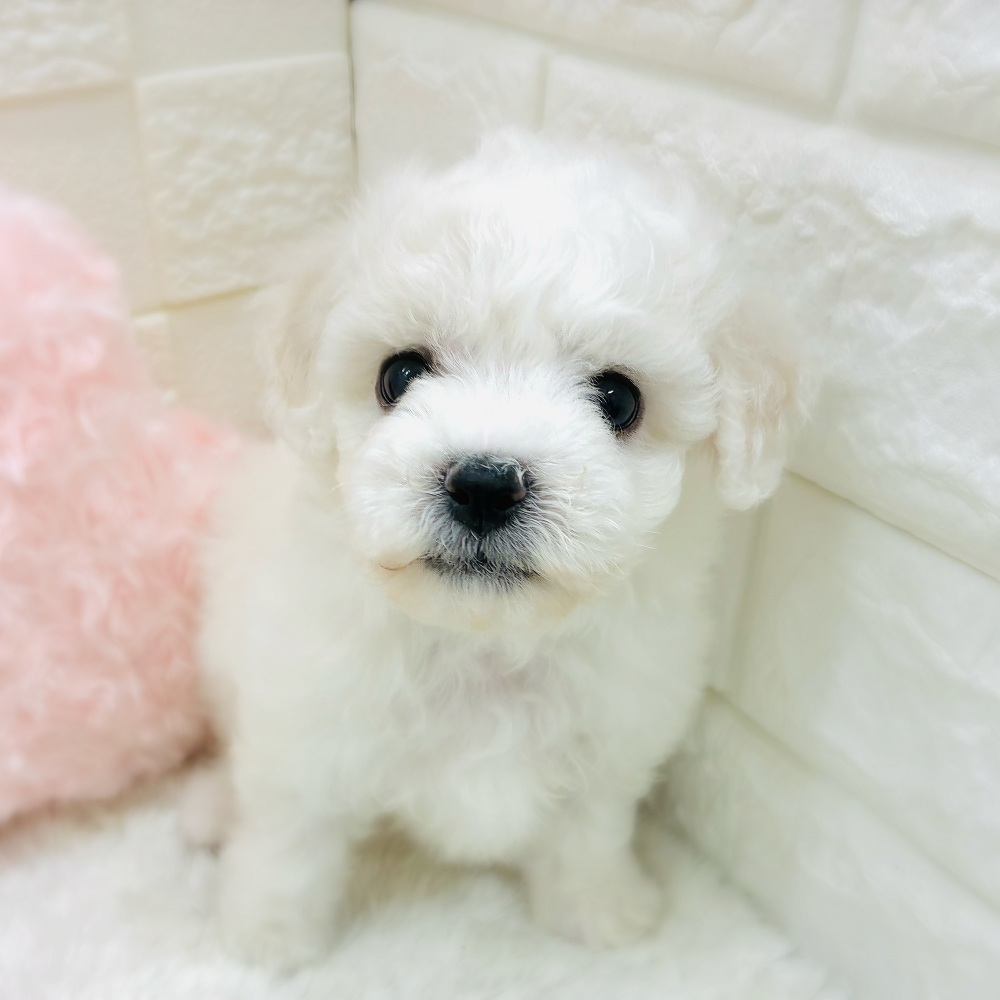 愛知県のビションフリーゼ (犬の家＆猫の里アミーゴ神の倉店/2025年10月14日生まれ/女の子/ホワイト)の子犬の4枚目の画像