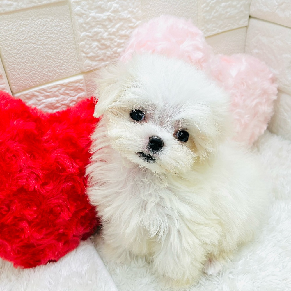 愛知県のマルチーズ (犬の家＆猫の里アミーゴ神の倉店/2025年10月12日生まれ/女の子/ホワイト)の子犬の4枚目の画像