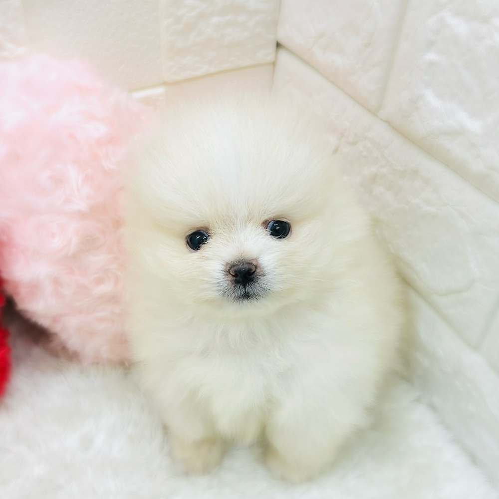 ポメラニアン女の子の写真