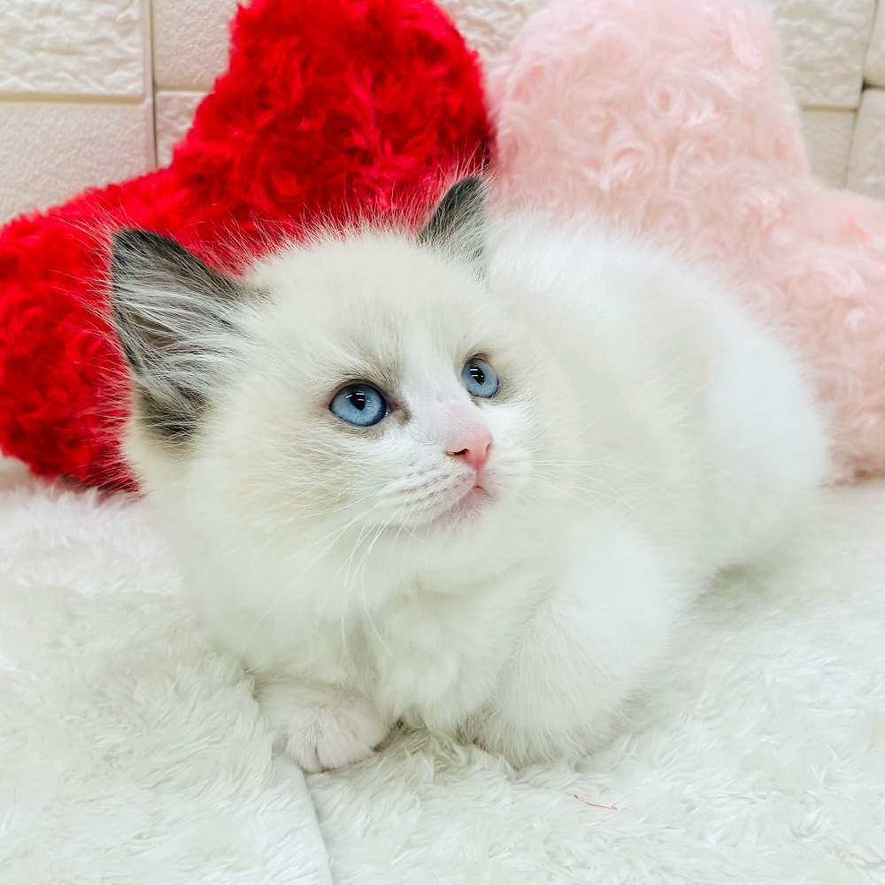 愛知県のラグドール (犬の家＆猫の里アミーゴ神の倉店/2025年10月13日生まれ/男の子/シールポイントバイカラー)の子猫の4枚目の画像