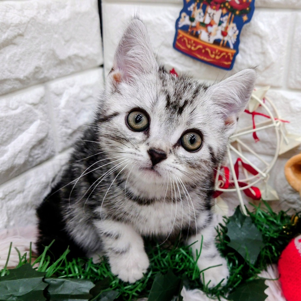アメリカンショートヘア男の子の写真