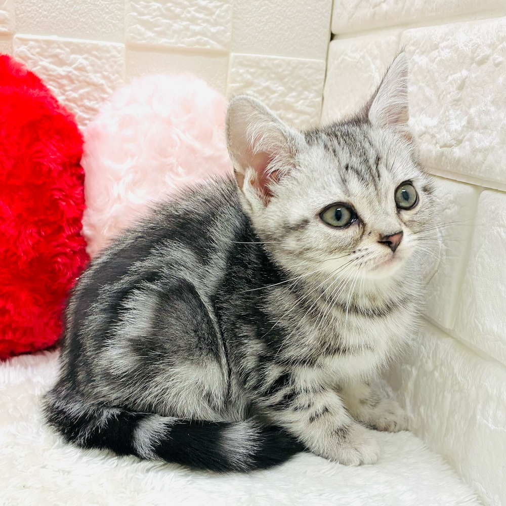 愛知県のアメリカンショートヘアー (犬の家＆猫の里アミーゴ神の倉店/2025年10月16日生まれ/女の子/シルバータビー)の子猫の4枚目の画像