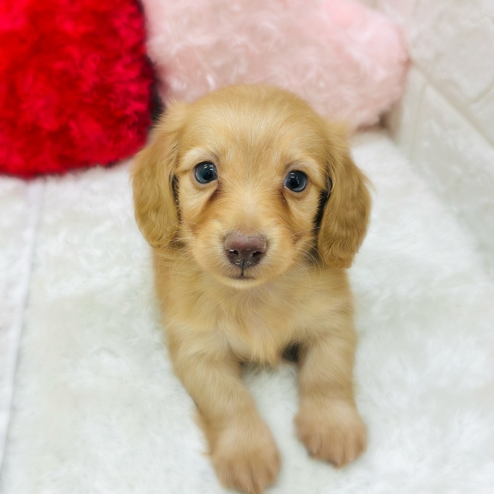 ミニチュアダックスの子犬一覧 | ペットショップ 犬の家&猫の里 | 子犬