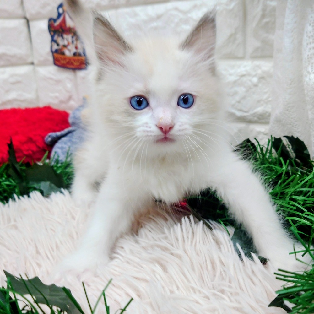 愛知県のラグドール (犬の家＆猫の里MEGAドン・キホーテ東海名和店/2025年10月22日生まれ/男の子/ブルーポイントバイカラー)の子猫の4枚目の画像