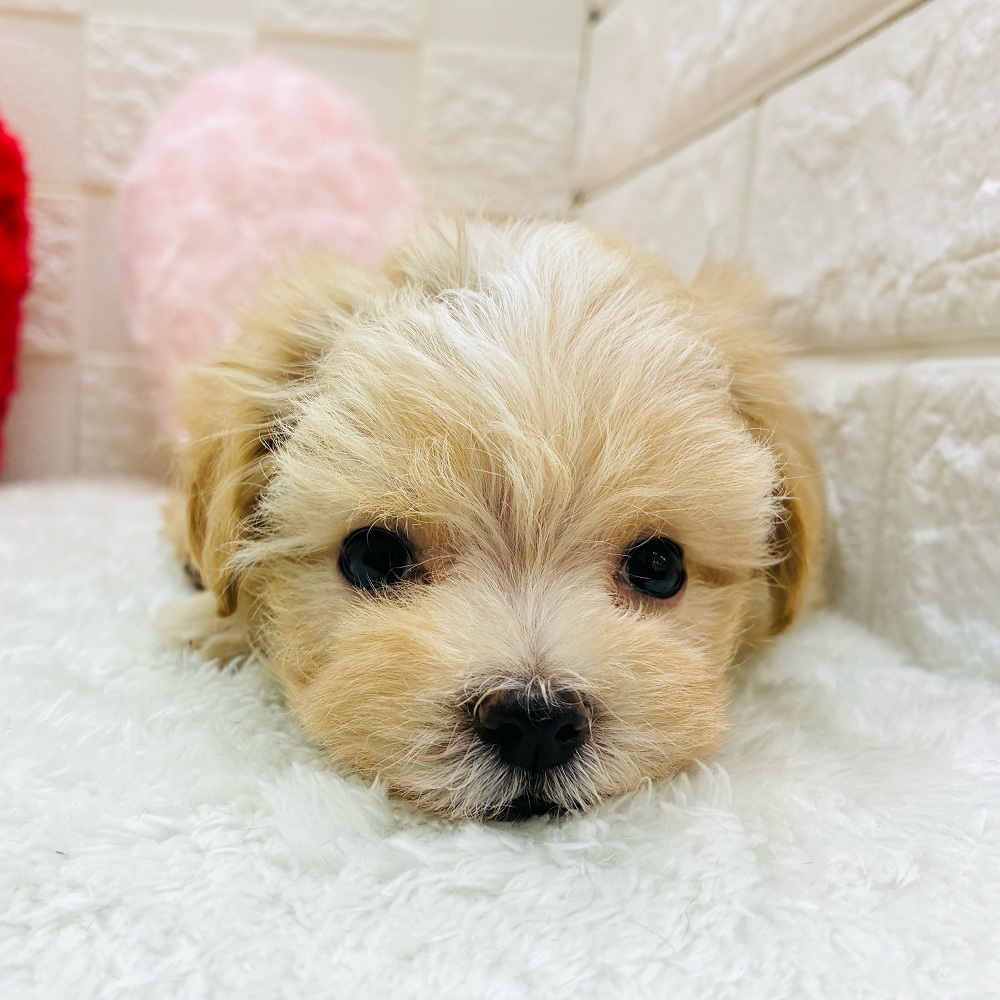 愛知県のマルプー(マルチーズ×プードル) (犬の家＆猫の里アミーゴ神の倉店/2025年10月22日生まれ/男の子/アプリコット)の子犬の4枚目の画像