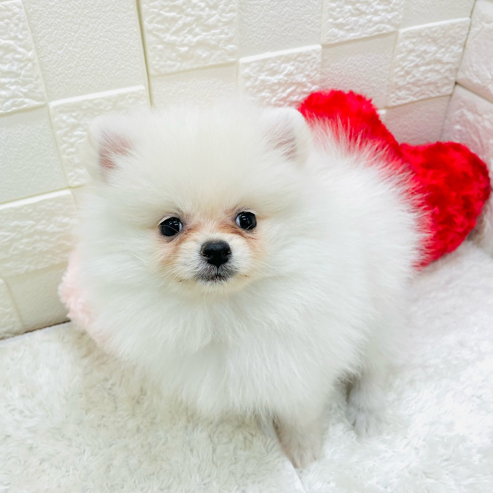 愛知県のポメラニアン (犬の家＆猫の里アミーゴ神の倉店/2025年10月23日生まれ/女の子/クリーム)の子犬の4枚目の画像