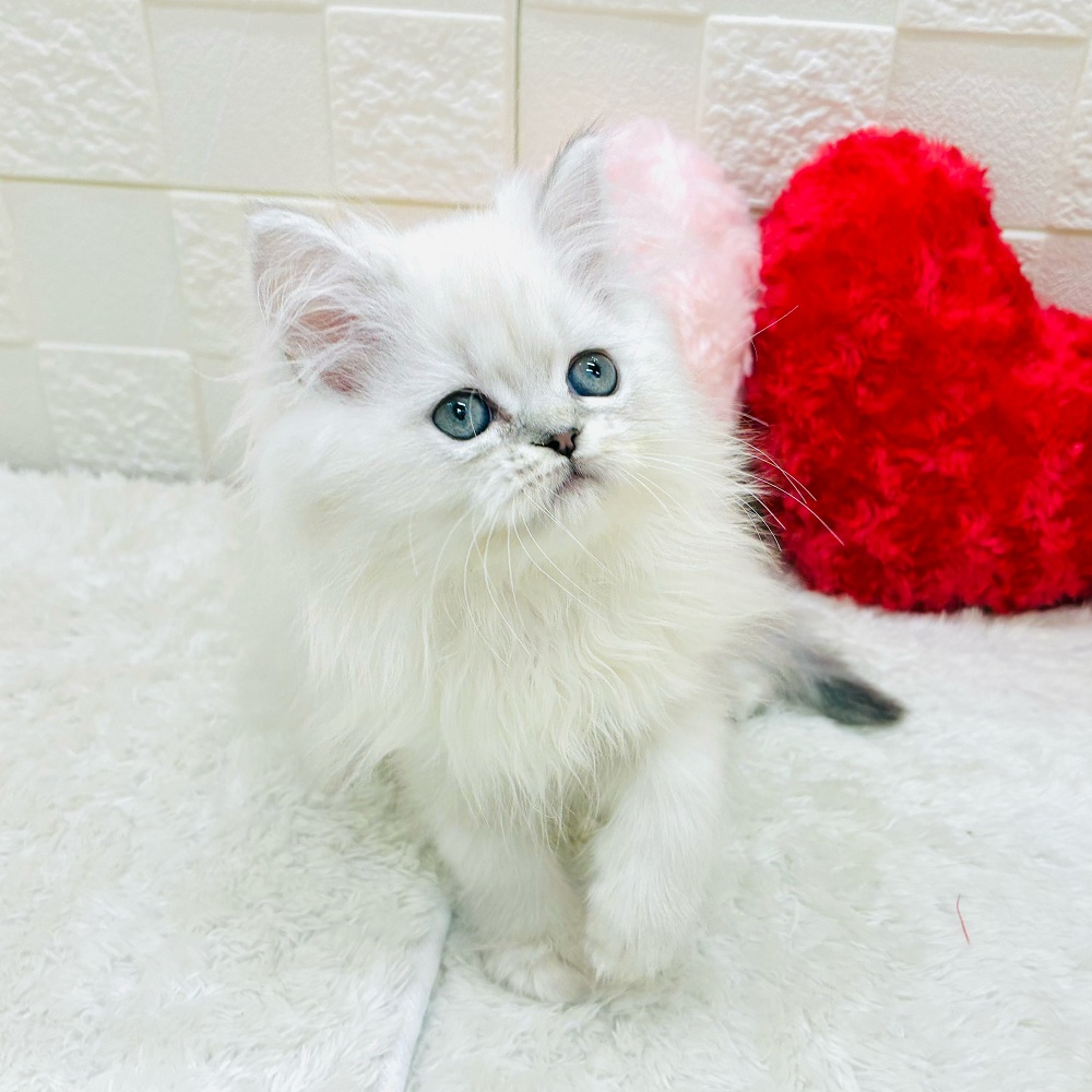 愛知県のミヌエット (犬の家＆猫の里アミーゴ神の倉店/2025年10月17日生まれ/男の子/シルバーマッカレルタビーホワイト)の子猫の4枚目の画像