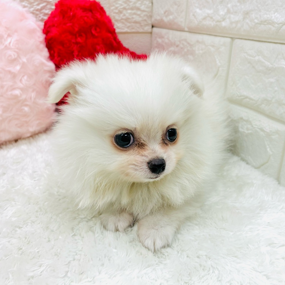 愛知県のポメチワ/チワポメ/ポメチー(ポメラニアン×チワワ) (犬の家＆猫の里アミーゴ神の倉店/2025年10月28日生まれ/男の子/クリーム)の子犬の4枚目の画像