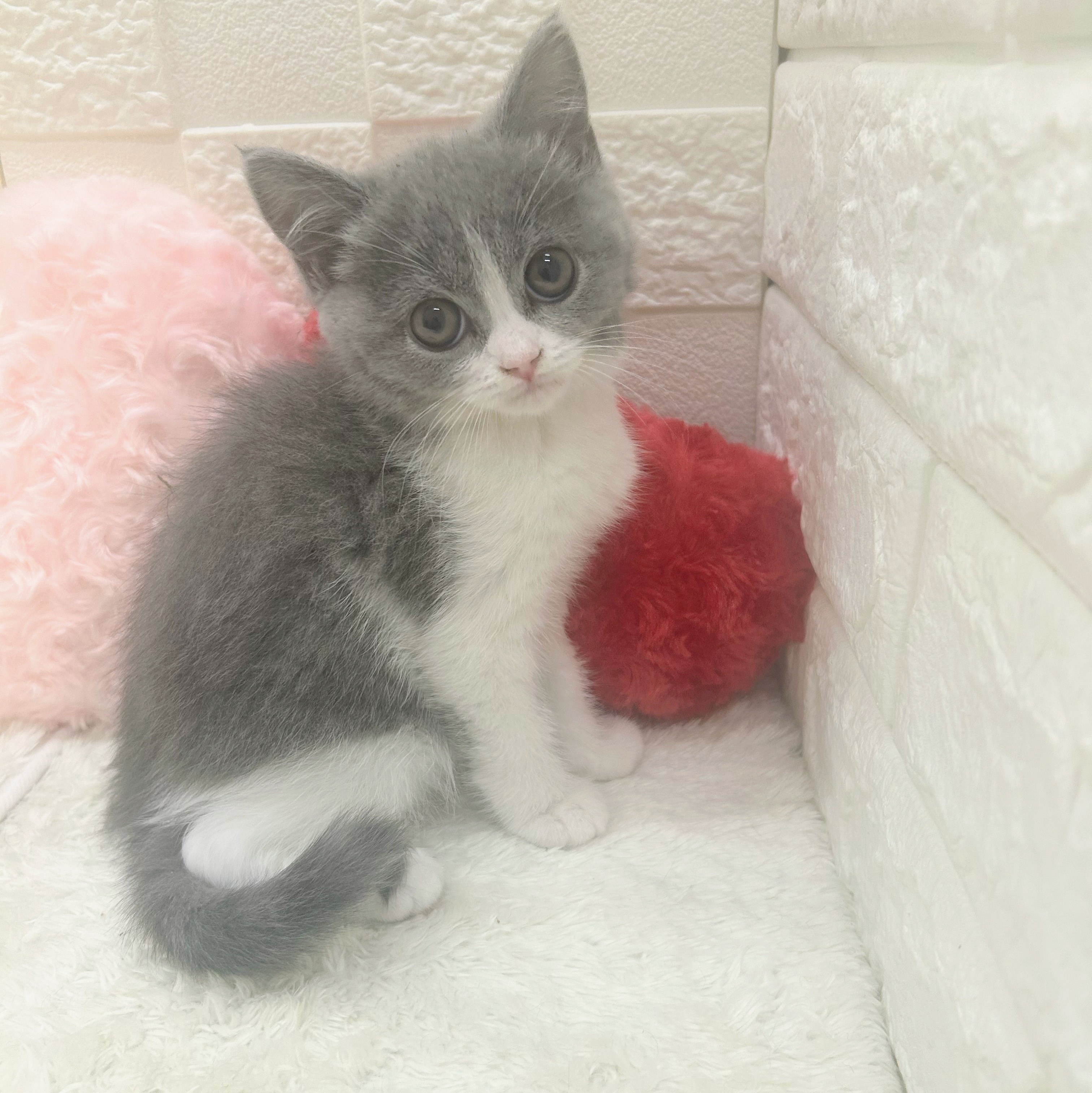 愛知県のブリティッシュショートヘアー (犬の家＆猫の里アミーゴ神の倉店/2025年10月29日生まれ/女の子/ブルーホワイト)の子猫の4枚目の画像