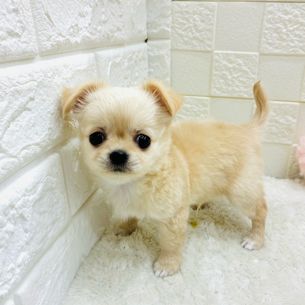 愛知県のチワワ(ロング) (犬の家＆猫の里アミーゴ神の倉店/2025年10月31日生まれ/男の子/クリームホワイト)の子犬の4枚目の画像