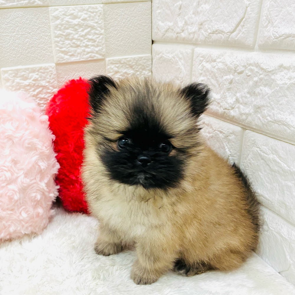 愛知県のペキポメ/ポメペキ(ペキニーズ×ポメラニアン) (犬の家＆猫の里アミーゴ神の倉店/2025年11月1日生まれ/女の子/フォーン)の子犬の4枚目の画像