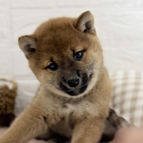 愛知県の柴犬(標準サイズ) (犬の家＆猫の里豊川インター店/2025年10月27日生まれ/女の子/赤)の子犬の4枚目の画像