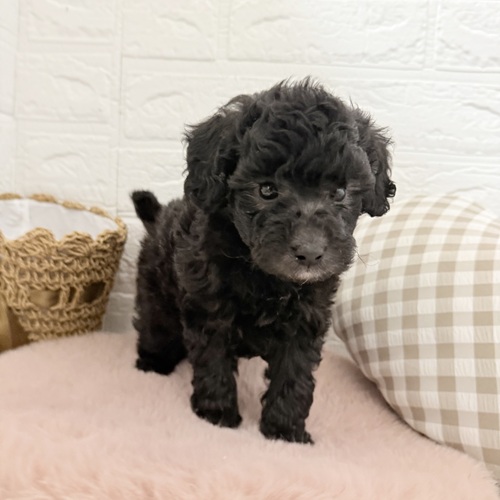 愛知県のトイプードル(トイ) (犬の家＆猫の里豊川インター店/2025年11月2日生まれ/女の子/シルバー)の子犬の4枚目の画像