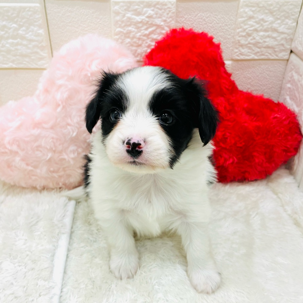 愛知県のパピヨン (犬の家＆猫の里アミーゴ神の倉店/2025年11月3日生まれ/女の子/ホワイトブラック)の子犬の4枚目の画像