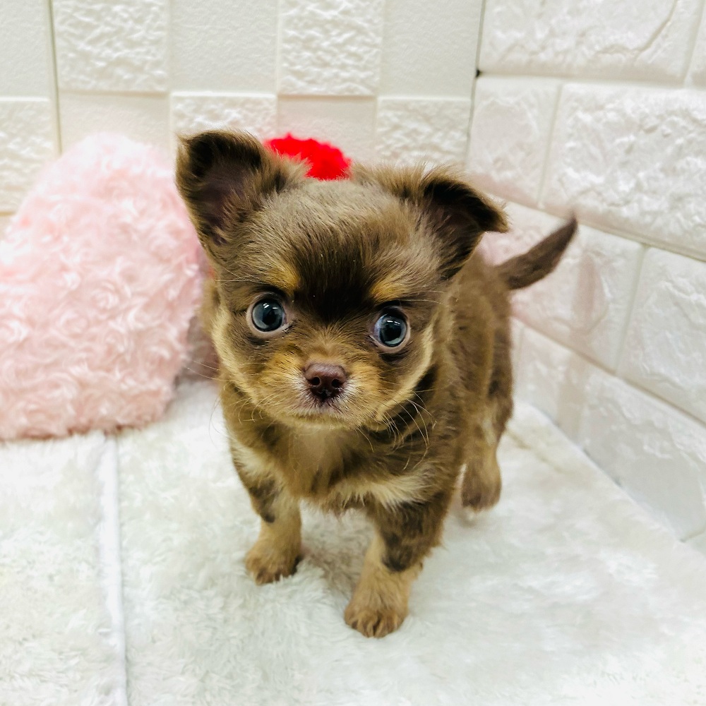 愛知県のチワワ(ロング) (犬の家＆猫の里アミーゴ神の倉店/2025年11月2日生まれ/男の子/チョコレートタン)の子犬の4枚目の画像