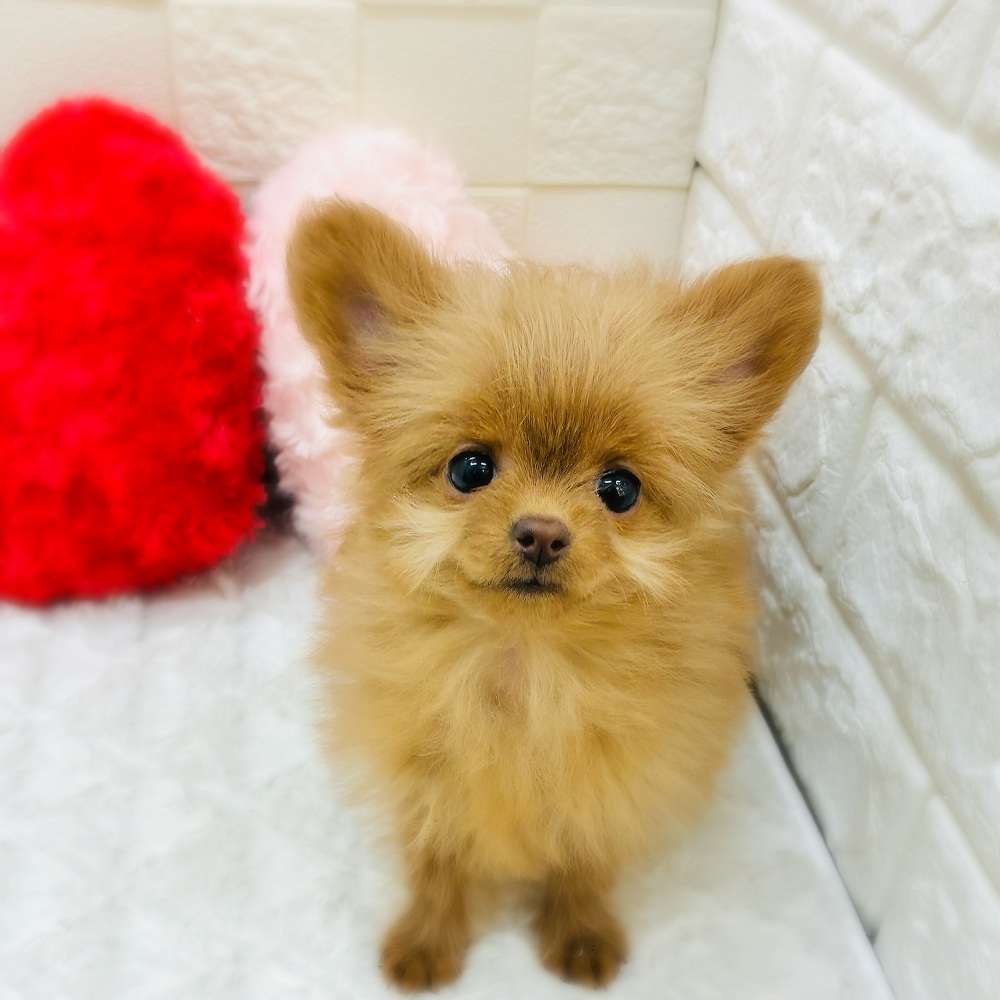 愛知県のチワプー/プーチー(チワワ×プードル) (犬の家＆猫の里アミーゴ神の倉店/2025年11月9日生まれ/女の子/レッド)の子犬の4枚目の画像