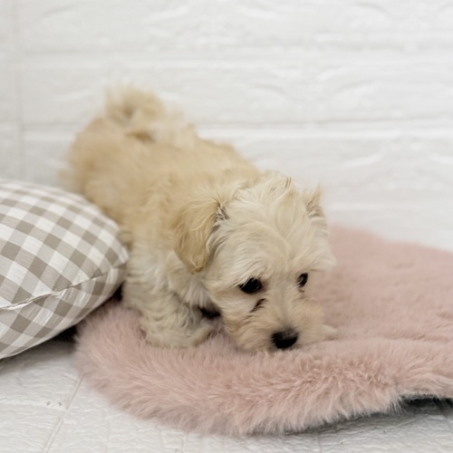 愛知県のマルプー(マルチーズ×プードル) (犬の家＆猫の里豊川インター店/2025年11月4日生まれ/女の子/クリーム)の子犬の4枚目の画像