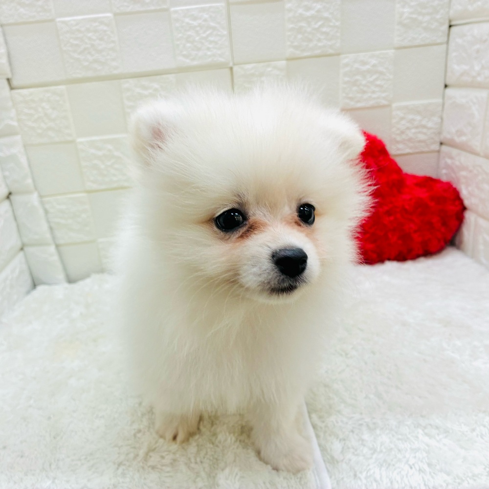 愛知県のポメラニアン (犬の家＆猫の里アミーゴ神の倉店/2025年11月9日生まれ/男の子/クリーム)の子犬の4枚目の画像