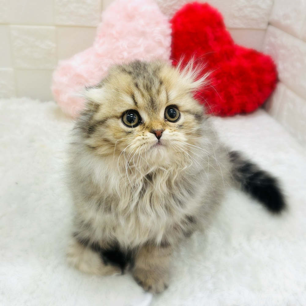 愛知県のスコティッシュフォールド (犬の家＆猫の里アミーゴ神の倉店/2025年11月3日生まれ/男の子/ブラウンタビー)の子猫