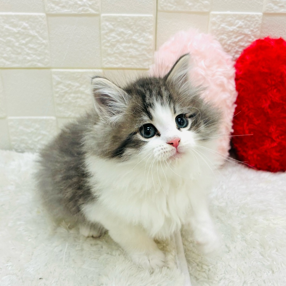 愛知県のノルウェージャンフォレストキャット (犬の家＆猫の里アミーゴ神の倉店/2025年11月8日生まれ/男の子/ブルータビーホワイト)の子猫の4枚目の画像