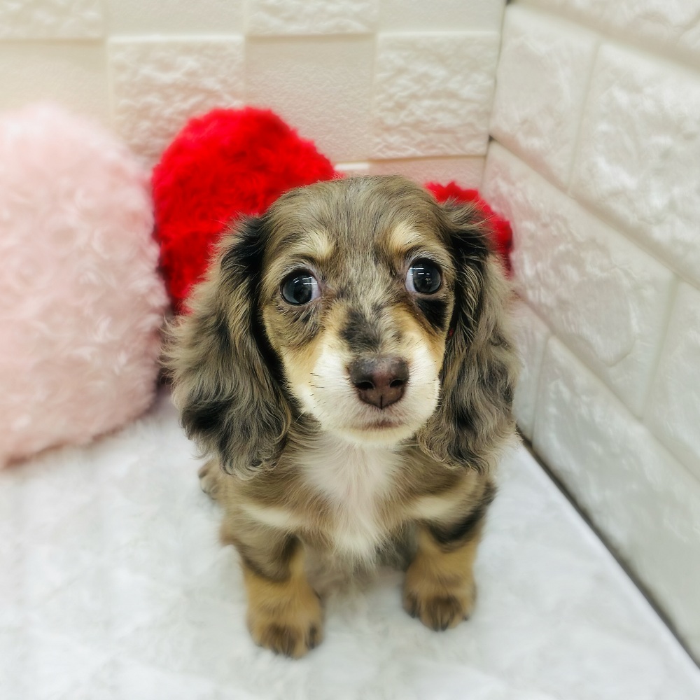 ミニチュアダックス女の子の写真