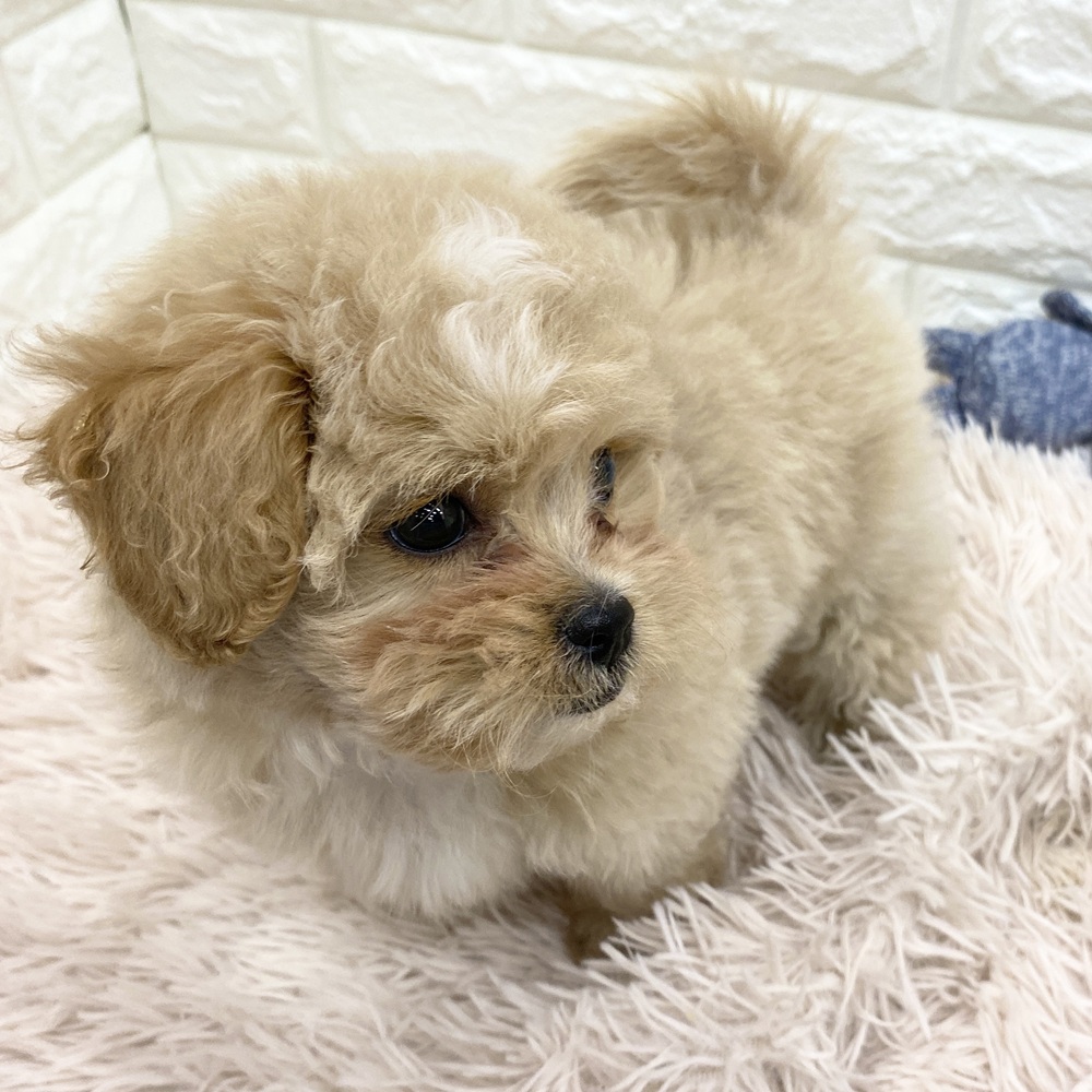 愛知県のペキプー(ペキニーズ×プードル) (犬の家＆猫の里MEGAドン・キホーテ東海名和店/2025年11月24日生まれ/男の子/クリームホワイト)の子犬の4枚目の画像