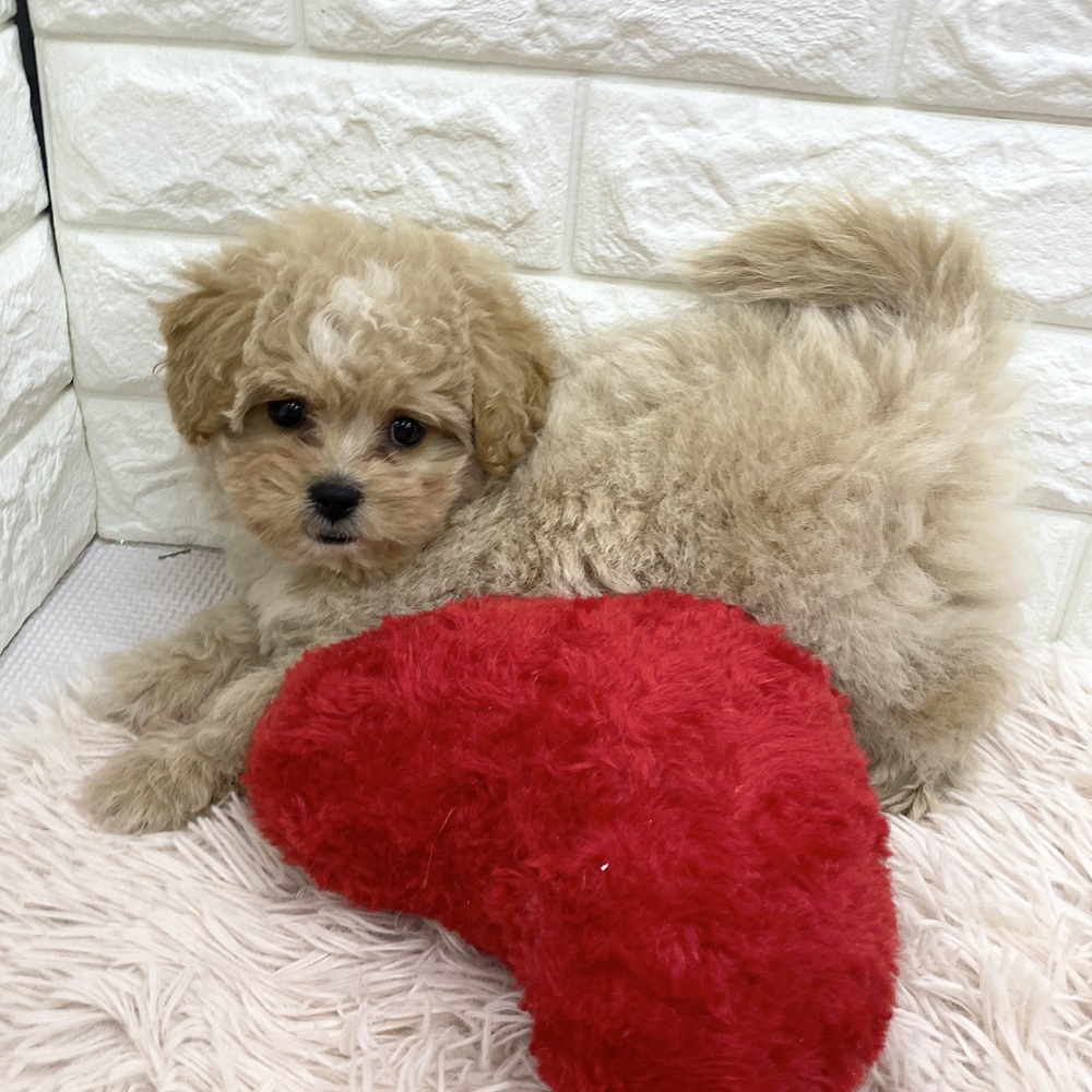 愛知県のペキプー(ペキニーズ×プードル) (犬の家＆猫の里MEGAドン・キホーテ東海名和店/2025年11月24日生まれ/男の子/クリームホワイト)の子犬の4枚目の画像