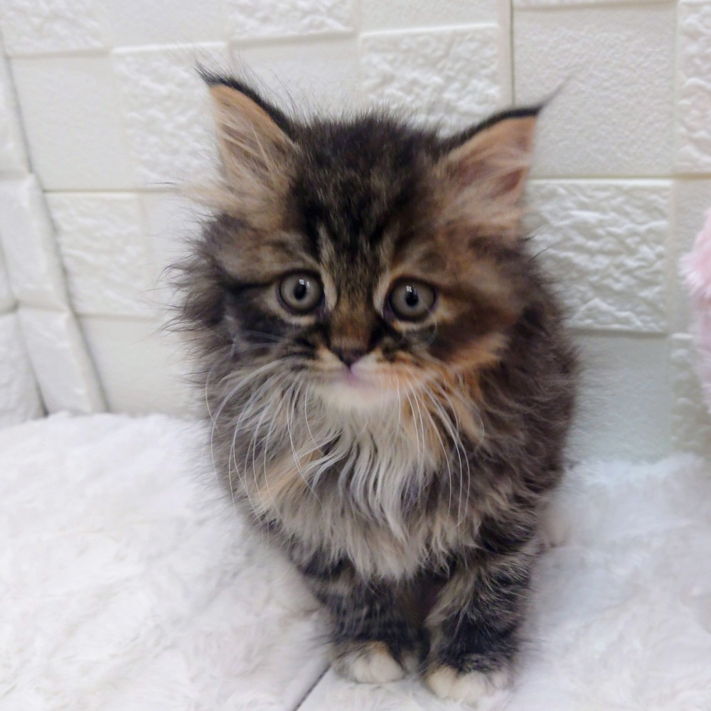 愛知県のスコティッシュストレート (犬の家＆猫の里アミーゴ神の倉店/2025年12月2日生まれ/女の子/ブラックタビーホワイト)の子猫の4枚目の画像