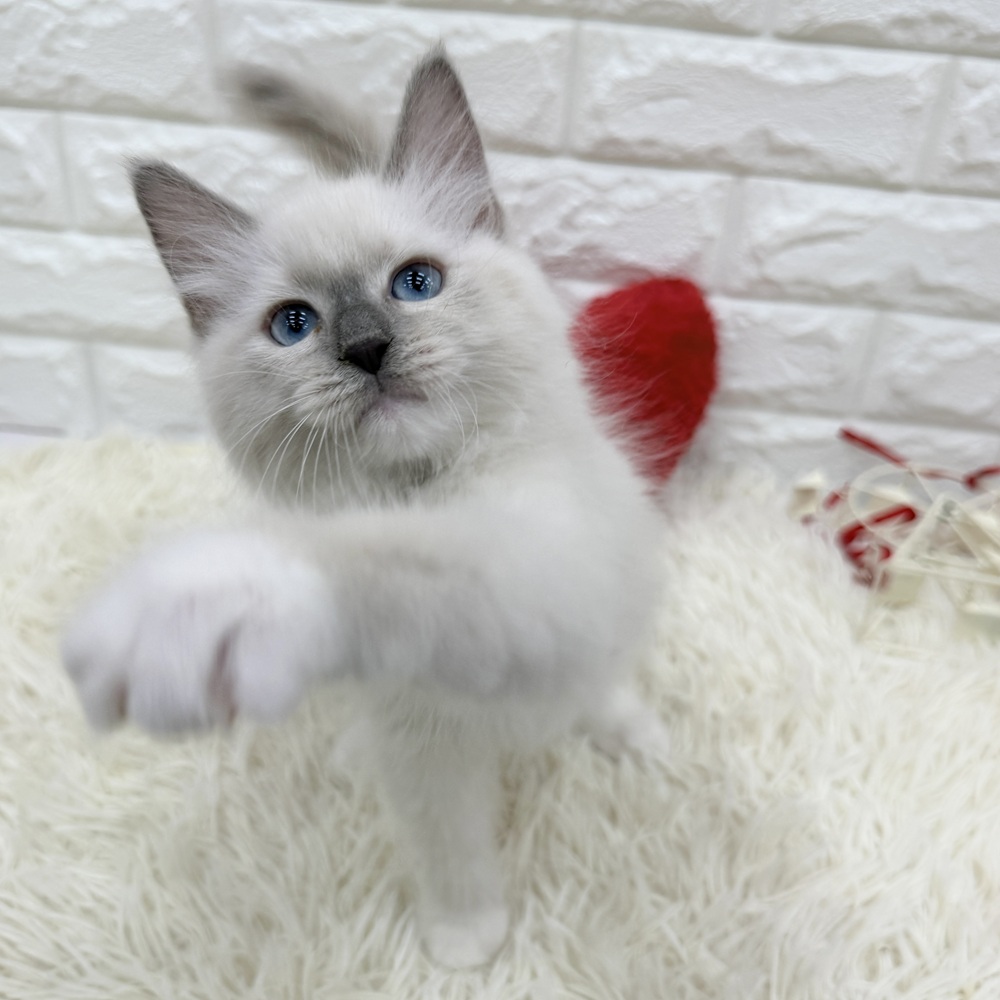 愛知県のラグドール (犬の家＆猫の里MEGAドン・キホーテ東海名和店/2025年11月27日生まれ/女の子/ブルーポイントミテッド)の子猫の4枚目の画像