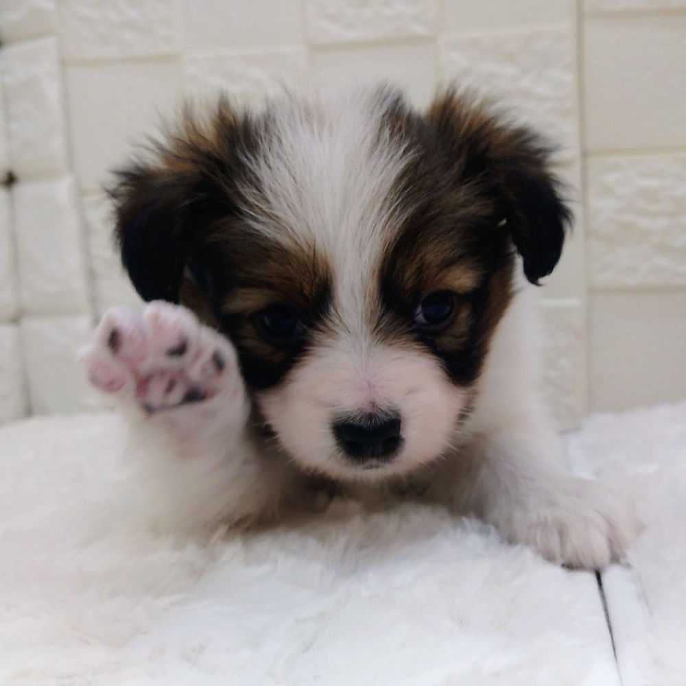 愛知県のパピヨン (犬の家＆猫の里アミーゴ神の倉店/2025年12月1日生まれ/男の子/ホワイトブラウン)の子犬の4枚目の画像