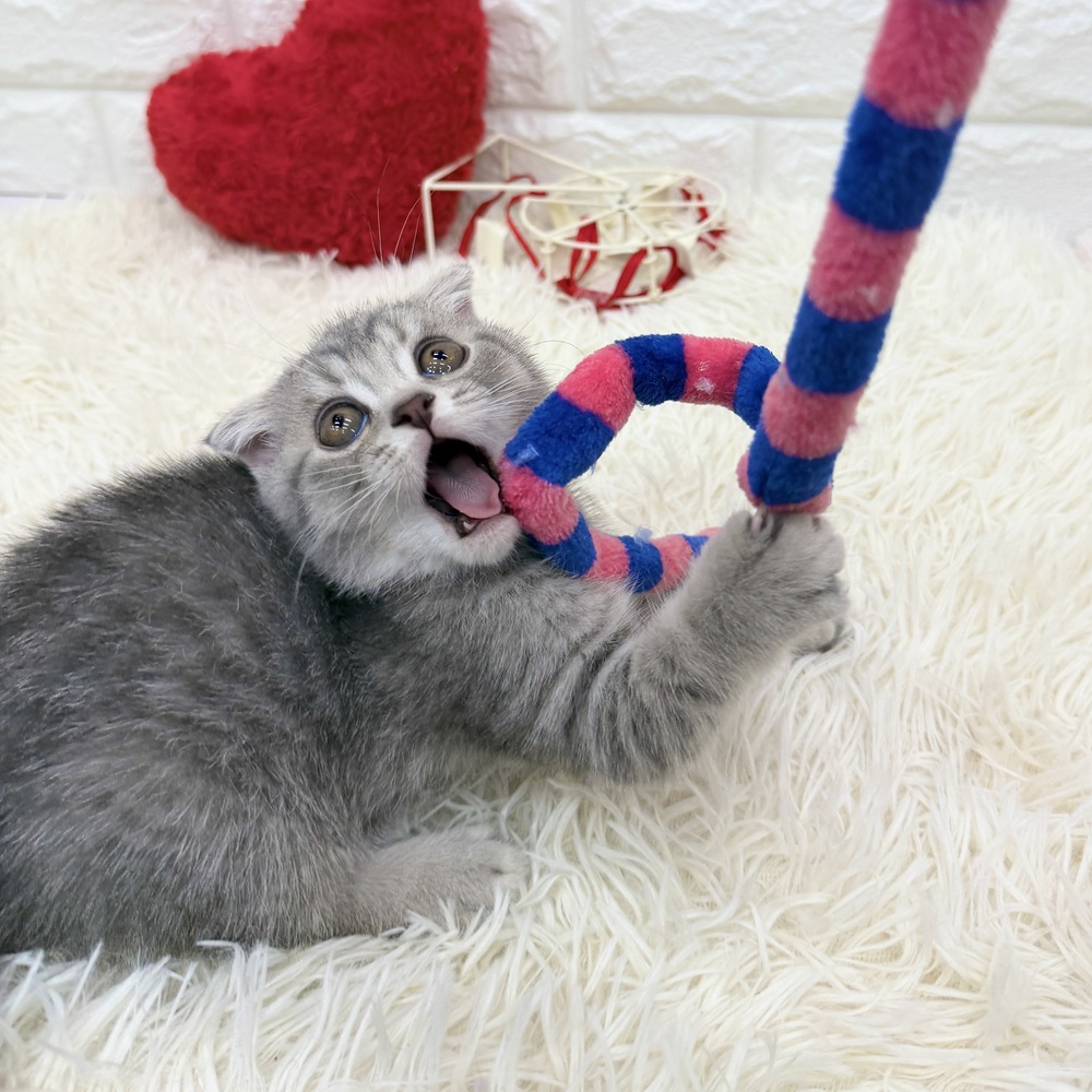 愛知県のスコティッシュフォールド (犬の家＆猫の里MEGAドン・キホーテ東海名和店/2025年11月30日生まれ/男の子/ブルーマッカレルタビー)の子猫の4枚目の画像