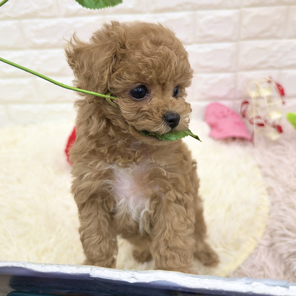 愛知県のトイプードル(トイ) (犬の家＆猫の里MEGAドン・キホーテ東海名和店/2025年12月8日生まれ/男の子/レッドフォーン)の子犬の4枚目の画像