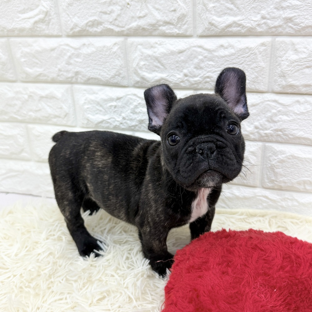 愛知県のフレンチブルドッグ (犬の家＆猫の里MEGAドン・キホーテ東海名和店/2025年12月13日生まれ/男の子/ブリンドル)の子犬の4枚目の画像