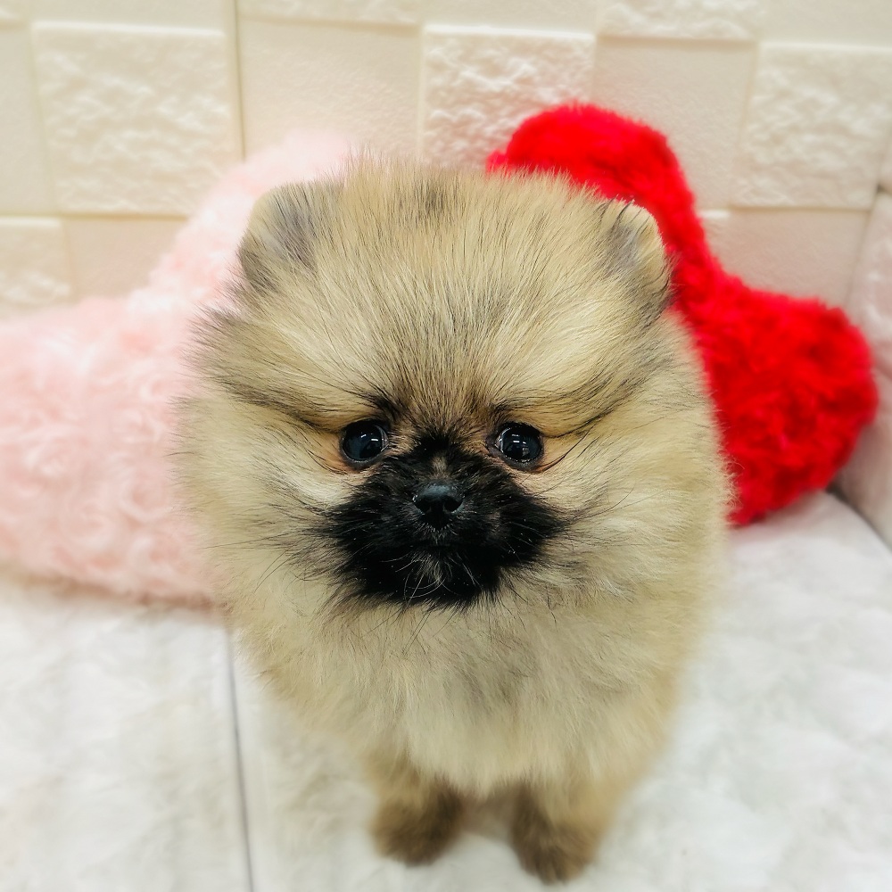 愛知県のポメラニアン (犬の家＆猫の里アミーゴ神の倉店/2025年12月17日生まれ/男の子/ウルフセーブル)の子犬