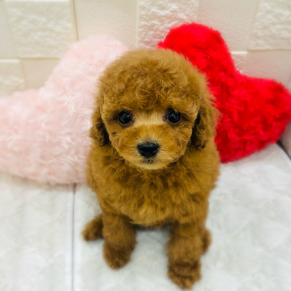 愛知県のトイプードル(トイ) (犬の家＆猫の里アミーゴ神の倉店/2025年12月15日生まれ/男の子/レッドフォーン)の子犬の4枚目の画像