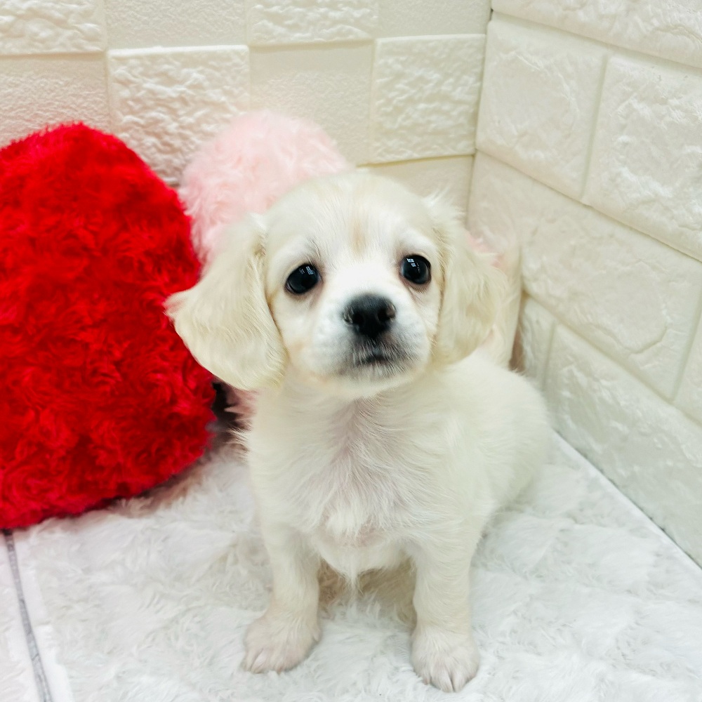 愛知県のチワックス(チワワ×ダックス) (犬の家＆猫の里アミーゴ神の倉店/2025年12月21日生まれ/女の子/クリーム)の子犬の4枚目の画像