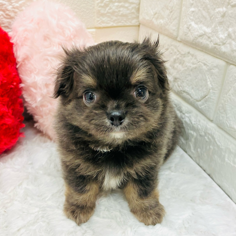 愛知県のチワワ(ロング) (犬の家＆猫の里アミーゴ神の倉店/2025年12月23日生まれ/男の子/ブルータンホワイト)の子犬の4枚目の画像