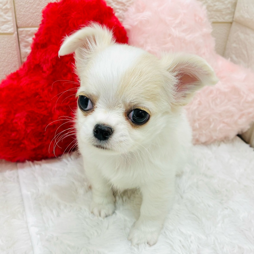 愛知県のチワワ(ロング) (犬の家＆猫の里アミーゴ神の倉店/2025年12月30日生まれ/男の子/クリームホワイト)の子犬の4枚目の画像