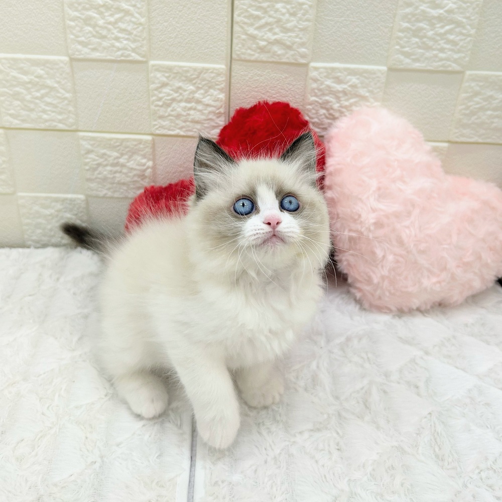 愛知県のラグドール (犬の家＆猫の里アミーゴ神の倉店/2025年12月31日生まれ/女の子/シールポイントバイカラー)の子猫の4枚目の画像